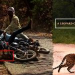 A Langur Hit By The Devotees On A Bike At Ranthambore National Park