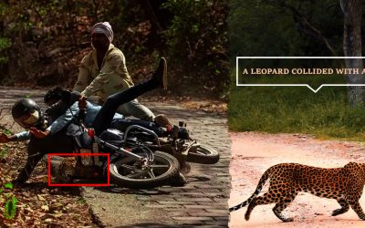 A Langur Hit By The Devotees On A Bike At Ranthambore National Park