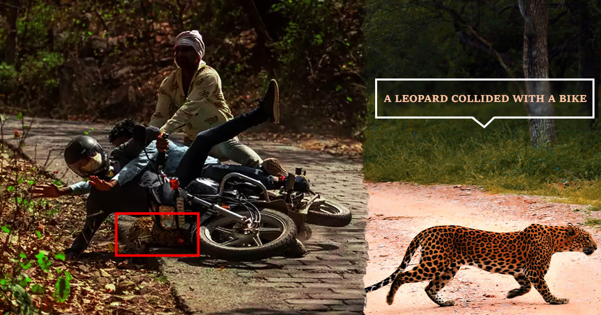 A Langur Hit By The Devotees On A Bike At Ranthambore National Park