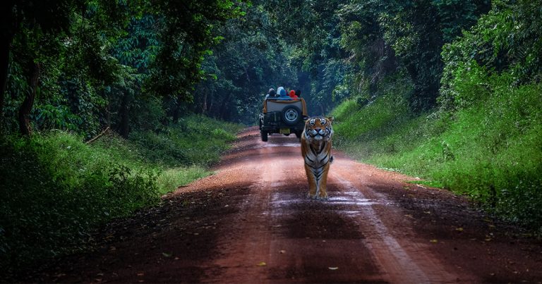 A Safe Tour to Ranthambore National Park during Covid - 19 Eras