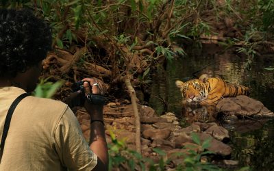 A Tour to Ranthambore National Park for Nature and Wildlife Photography