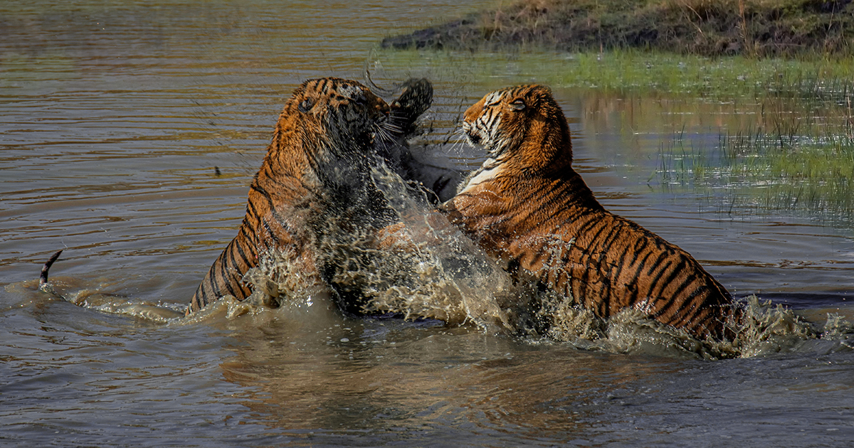 Be Lucky to Venture Around the Ranthambore, for a Glimpse of Rare Species of the World