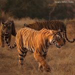 Ranthambore Revenue