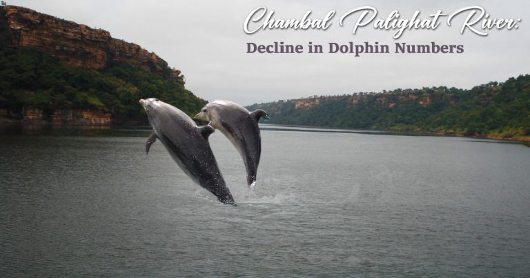 Chambal Palighat River