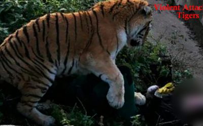 Events of Violent Attacks of Tigers on Human Beings in Ranthambore National Park