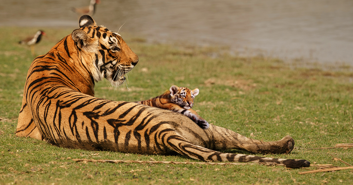 Excellent News Once More! Junior Indu, Aka T-60, Became a Mother, Second-time!
