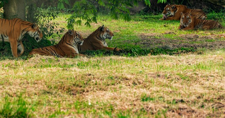 Facing Explosion in Tigers’ Population