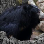 Good News A Sloth Bear Became The first-time Mother in Ranthambore