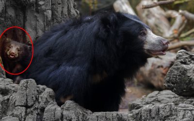 Good News A Sloth Bear Became The first-time Mother in Ranthambore