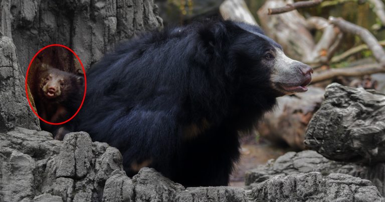 Good News A Sloth Bear Became The first-time Mother in Ranthambore