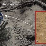 Hear the Footsteps of the Tigers in the fields of Ranthambore Area