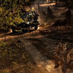 Hit a Day with the Royal Tigers on a Jeep Safari at Ranthambore