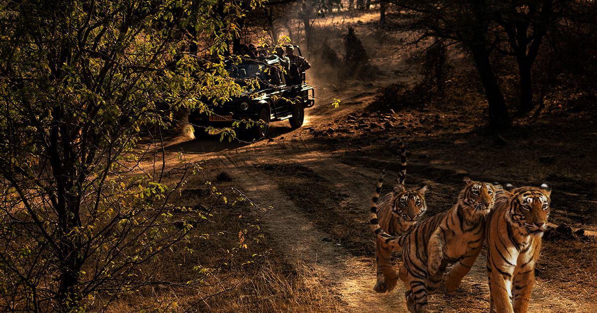 Hit a Day with the Royal Tigers on a Jeep Safari at Ranthambore