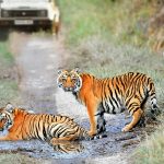 How Many Days Are Enough For Ranthambore National Park Trip