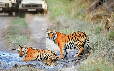 How Many Days Are Enough For Ranthambore National Park Trip