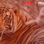 Missing of Tigers A Call to End the Illegal Poaching in Ranthambore