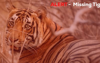 Missing of Tigers A Call to End the Illegal Poaching in Ranthambore