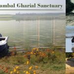 National Chambal Gharial Sanctuary, Standing with Her Grandeur Just a Small Drive Away from Ranthambore