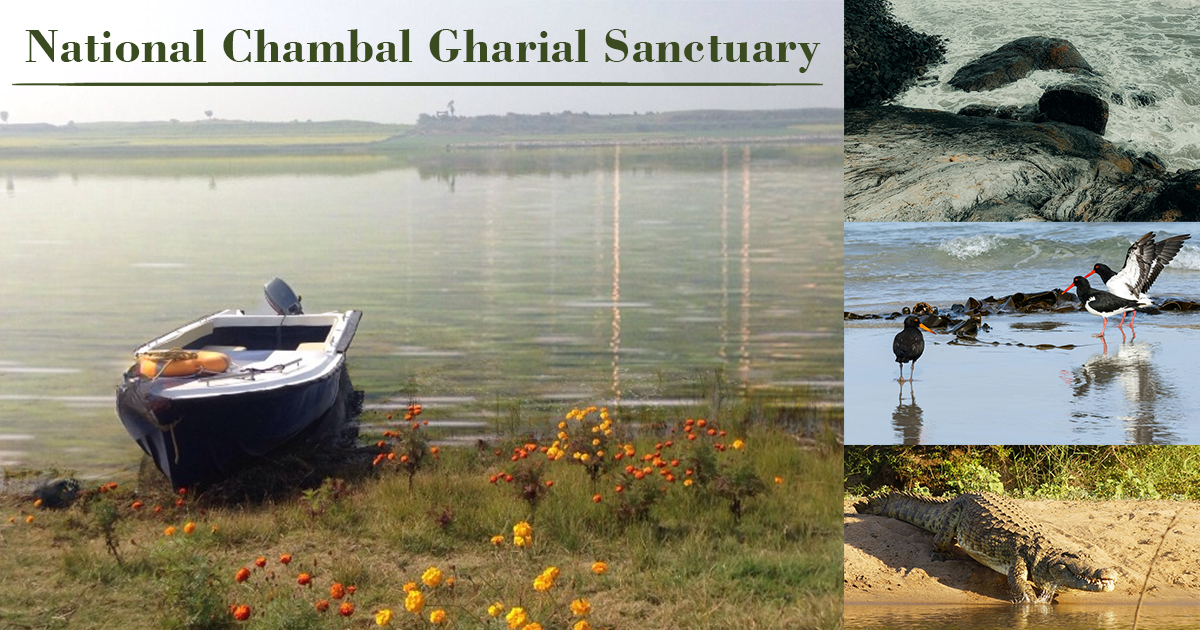 National Chambal Gharial Sanctuary, Standing with Her Grandeur Just a Small Drive Away from Ranthambore