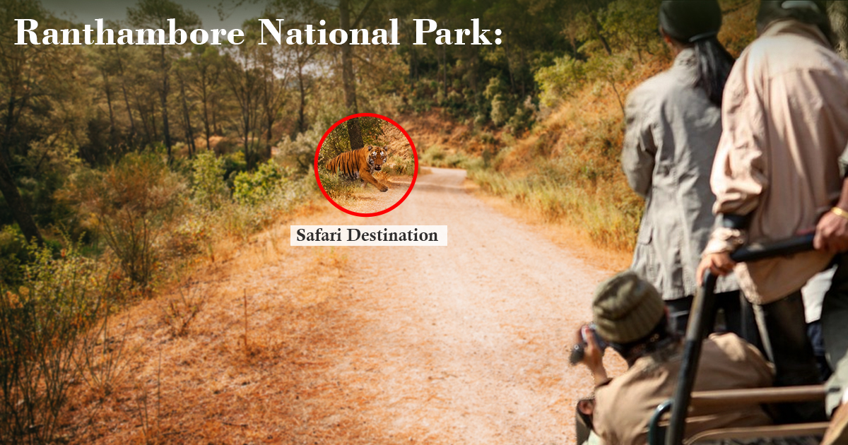 Ranthambore National Park Safari Destination