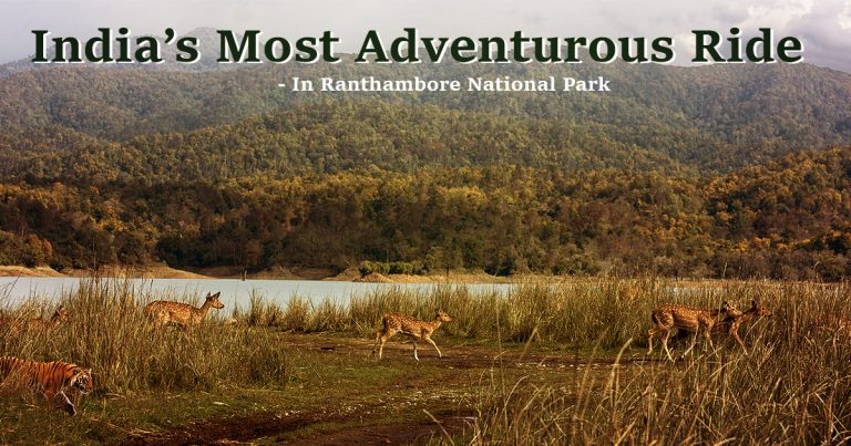 Ranthambore National Park Safari India’s Most Adventurous Ride