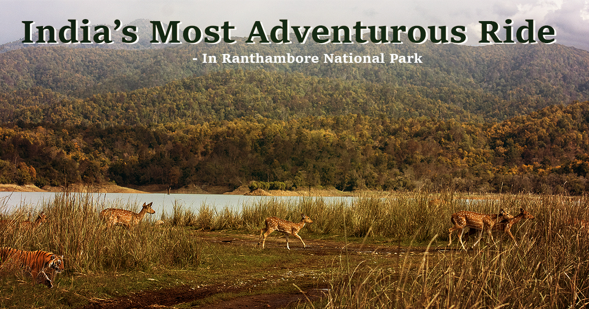 Ranthambore National Park Safari India’s Most Adventurous Ride