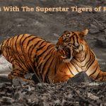 Shake Hands With The Superstar Tigers Of Ranthambore