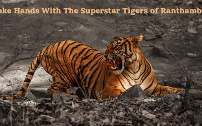 Shake Hands With The Superstar Tigers Of Ranthambore