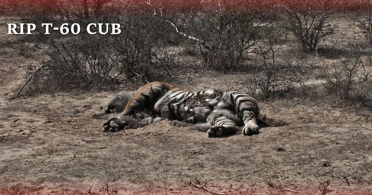 The Death of a T-60 Cub Waved a Storm of Mourn in the Ranthambore Jungle