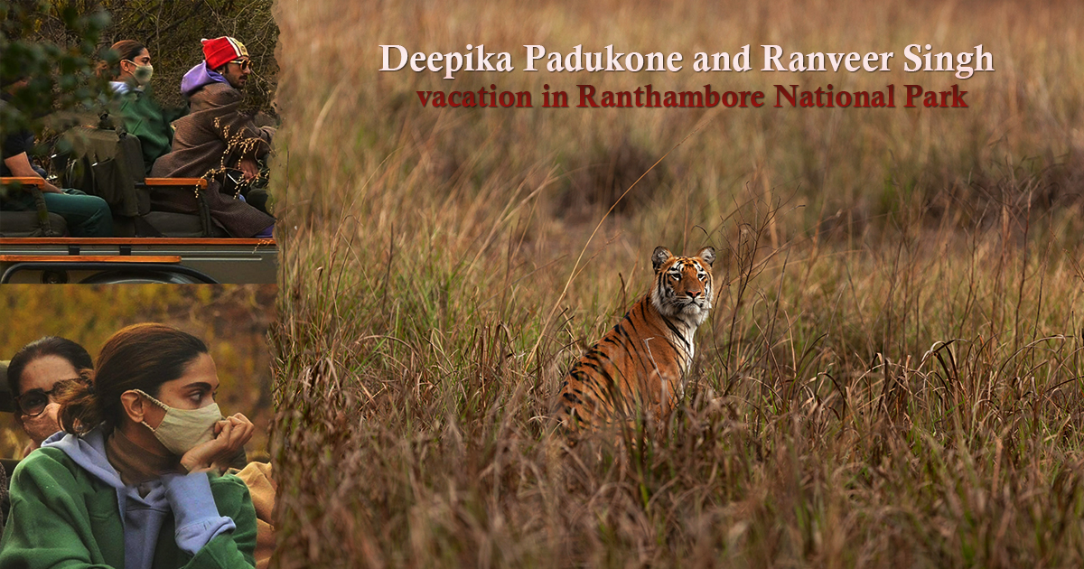 The Much Admired Trip to Ranthambore; When Celebrities Get Hitched at the Park