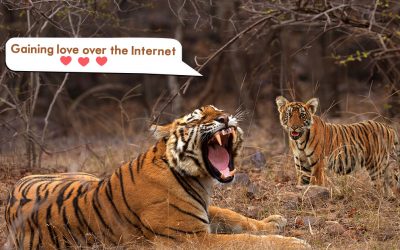 Tigress Riddhi's cubs jolly nature is gaining love over the Internet