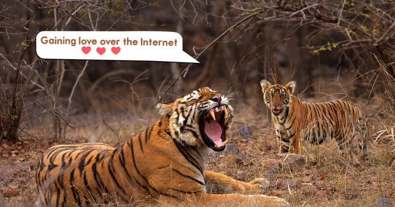 Tigress Riddhi's cubs jolly nature is gaining love over the Internet