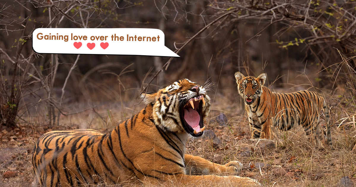 Tigress Riddhi's cubs jolly nature is gaining love over the Internet