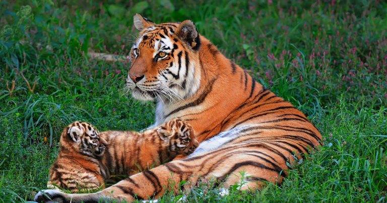 Tigress T-114 Became A Mother For The First Time In Ranthambore