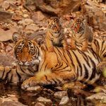 Tigress T-69 Gave Birth To Two Little Cubs In Ranthambore National Park