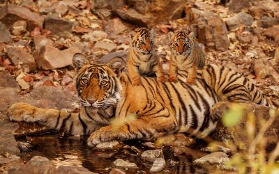 Tigress T-69 Gave Birth To Two Little Cubs In Ranthambore National Park