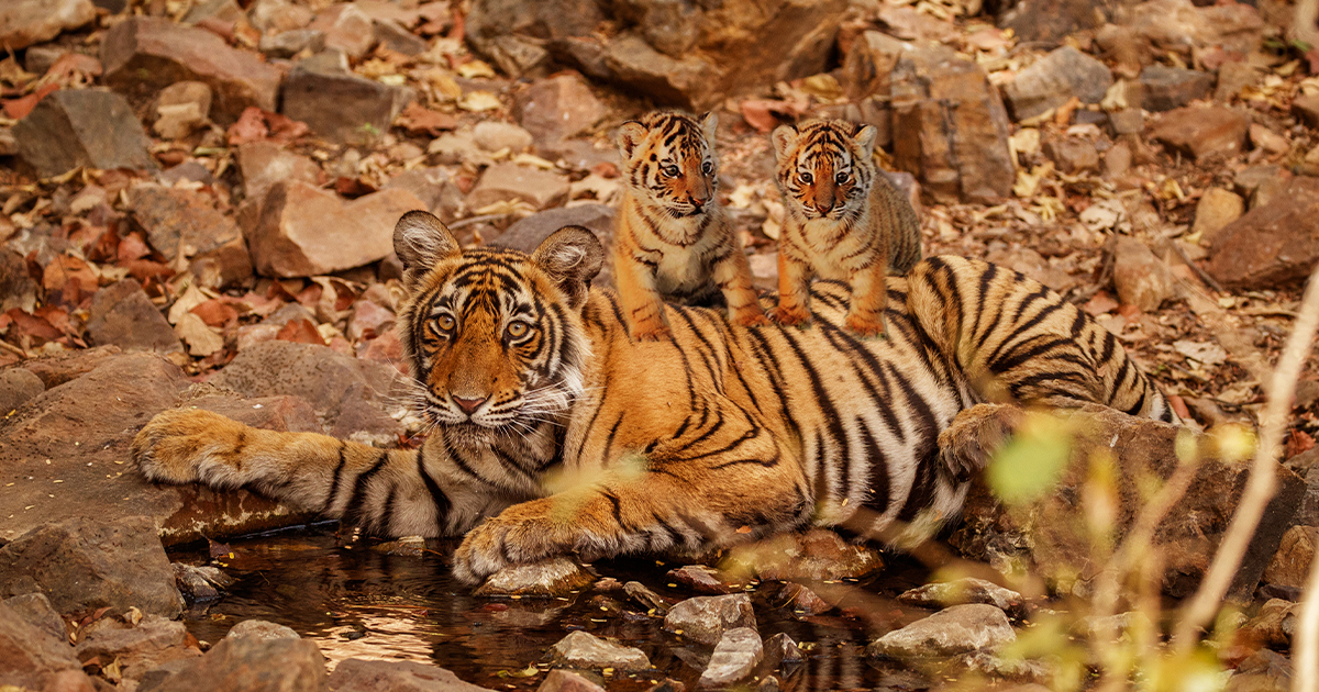 Tigress T-69 Gave Birth To Two Little Cubs In Ranthambore National Park