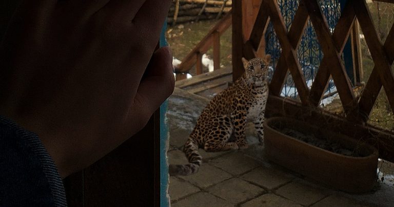 Two Baby Panther Checked-in, a Luxury Hotel in Ranthambore