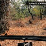 Visit Incredible To Ranthambore National Park in April 2022