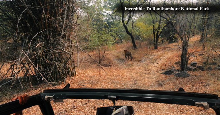 Visit Incredible To Ranthambore National Park in April 2022