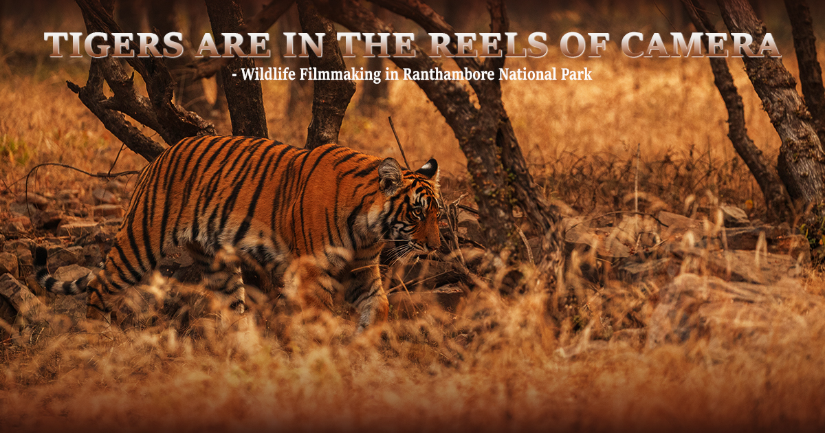Wildlife Filmmaking in Ranthambore