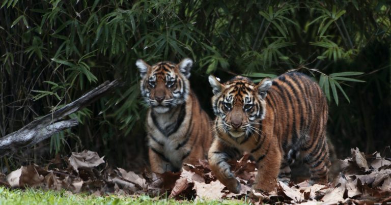 Ranthambore Tiger