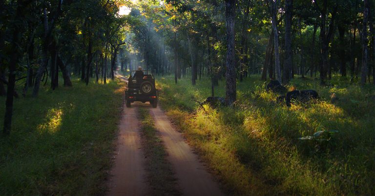 Safari Zones Of Ranthambore