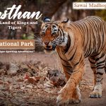 The land of kings and tigers- Rajasthan