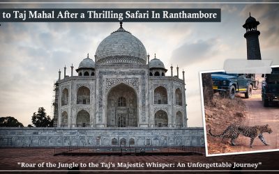 Visit to taj mahal after thrilling safari in ranthambore