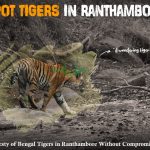 spot tigers in Ranthambore