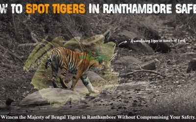 spot tigers in Ranthambore