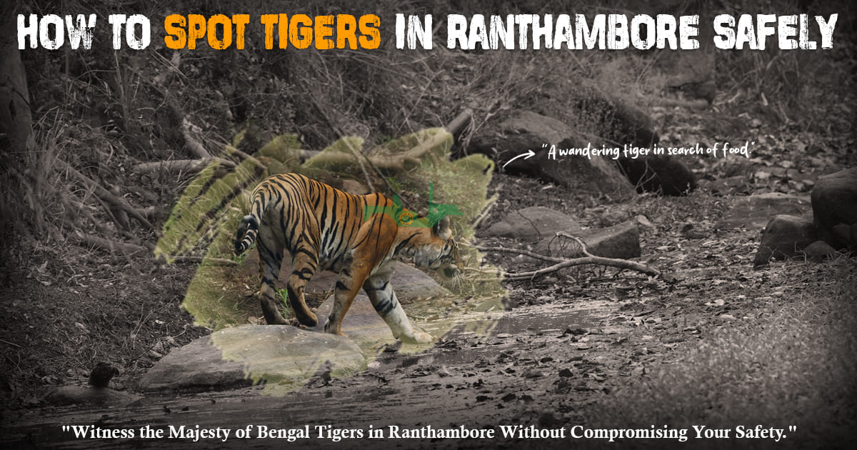 spot tigers in Ranthambore