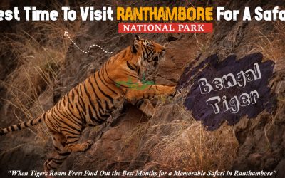 best time to visit ranthambore