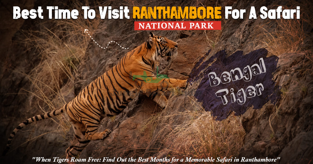 best time to visit ranthambore